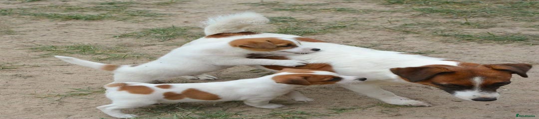 Jack Russell Puppy 1