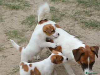Jack Russell dogs - Advert 5