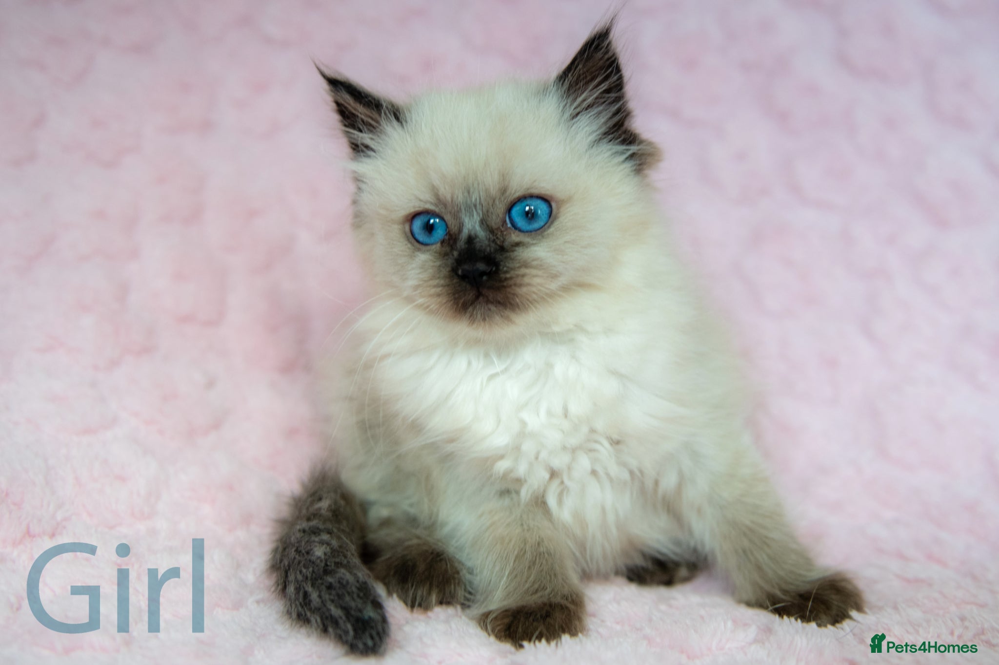 Ragdoll cats Stunning Ragdolls Ready Now. - Advert 2