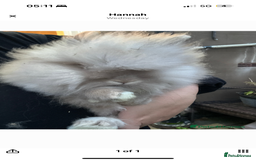 Lionhead rabbits for sale: Lion head baby male - Image 2