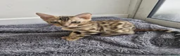 Bengal cats for sale: Bengal kittens for sale - Advert 7