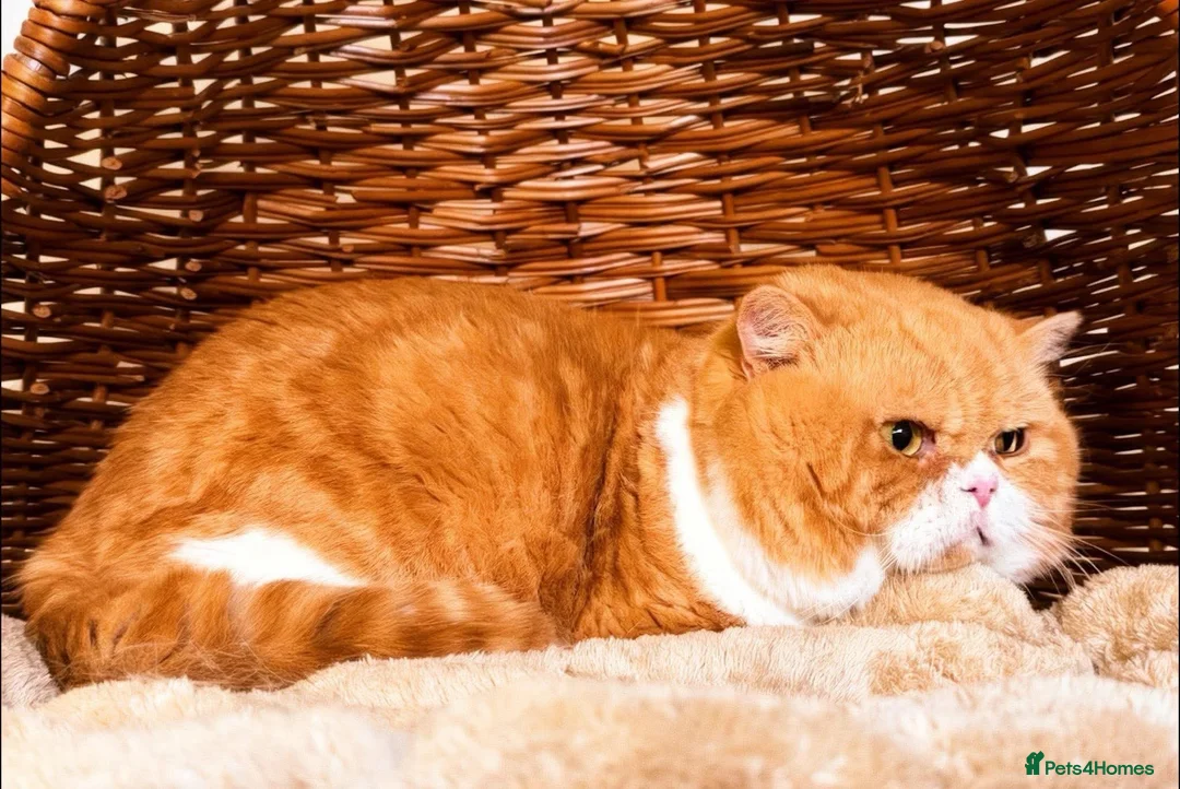 British Shorthair cats for stud: Red & White  (genetically cinnamon) For Stud - Advert 4