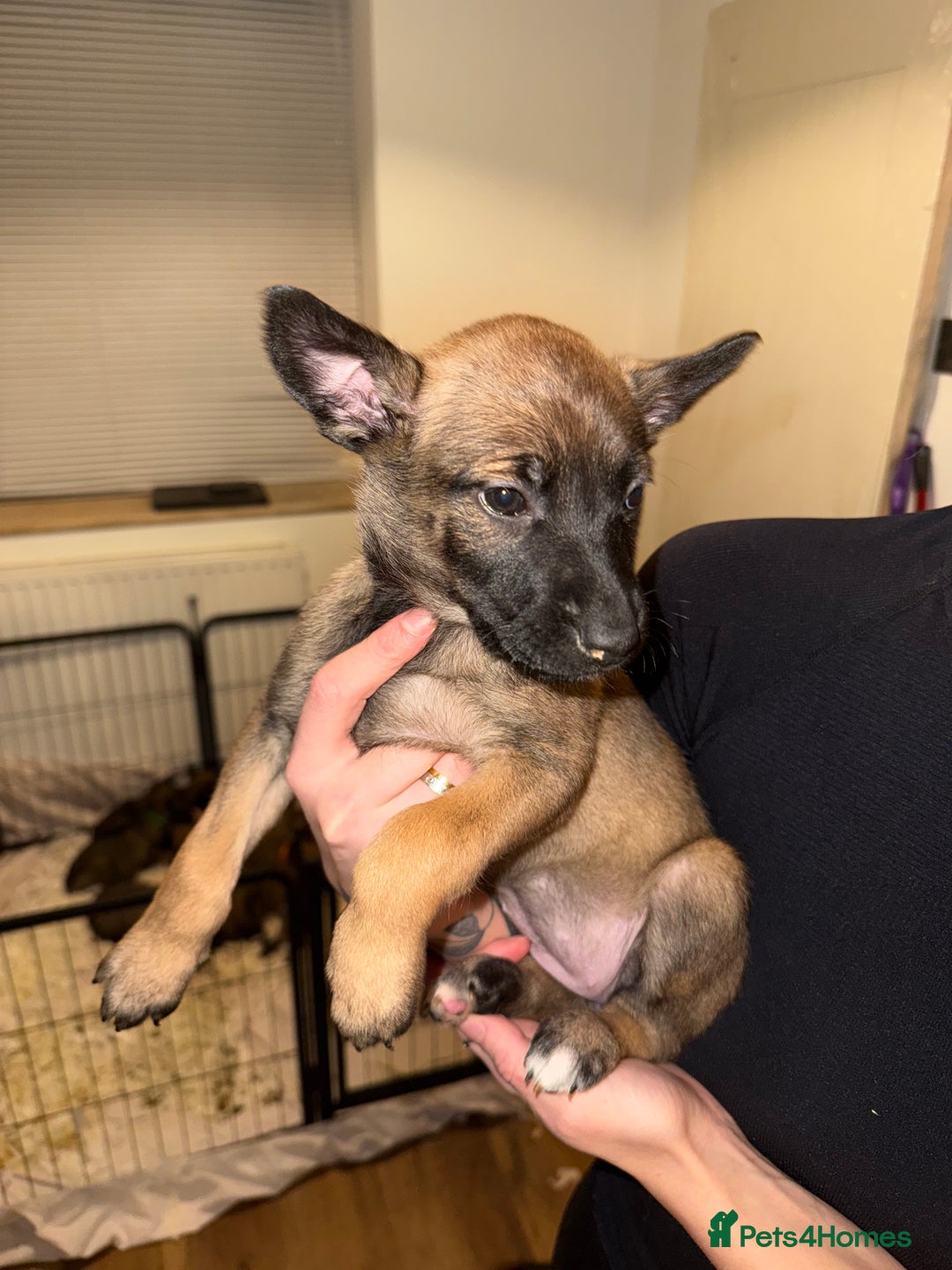 Belgian Shepherd Dog dogs for sale: Pure Belgian Malinois Puppies - Advert 27