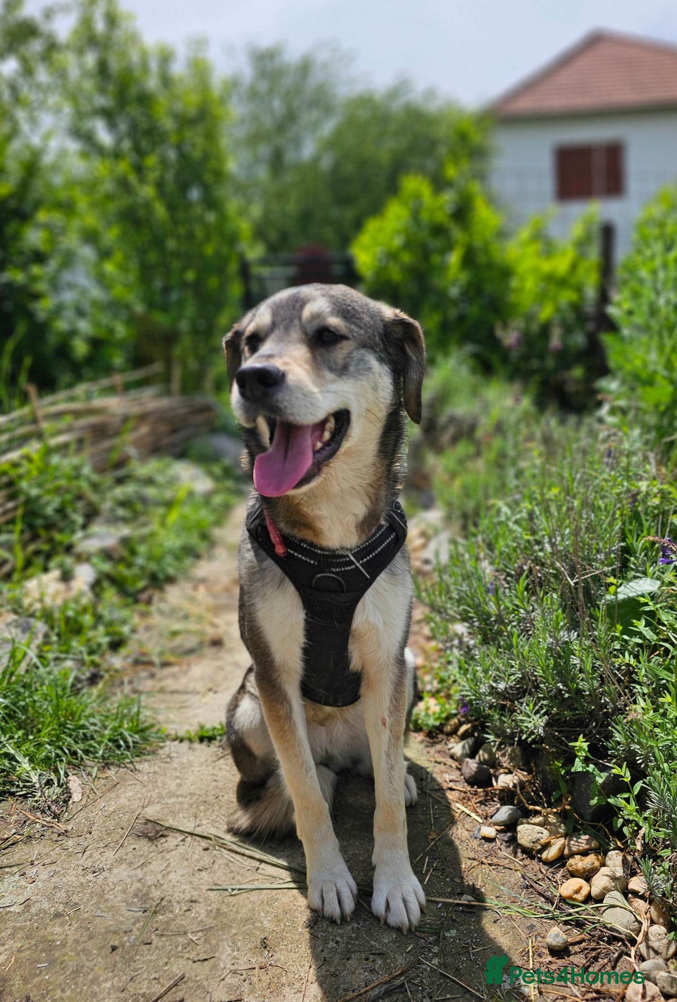 Mixed Breed dogs Lajka – Gentle, Sweet Natured Girl - Advert 1
