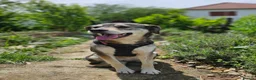 Mixed Breed dogs for adoption: Lajka – Gentle, Sweet Natured Girl - Advert 1