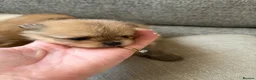 Pomeranian dogs for sale: Pomeranian puppies for sale - Advert 11