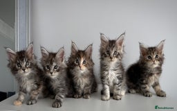 Maine Coon cats for sale: Stunning TICA Maine Coon girls - Image 2
