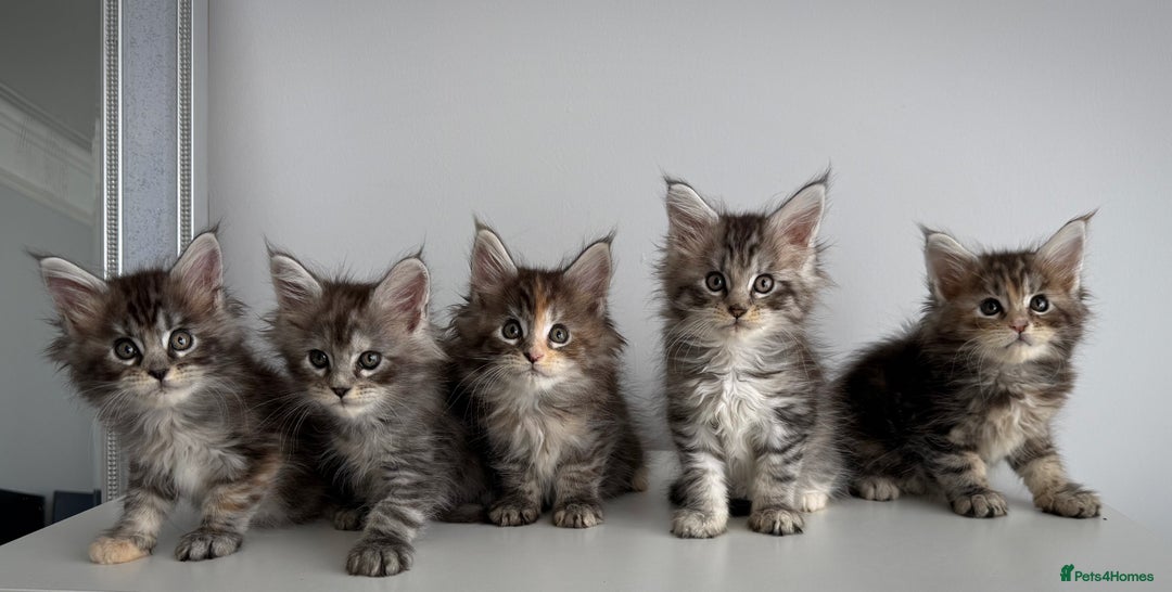 Maine Coon cats for sale: Stunning TICA Maine Coon girls - Image 2