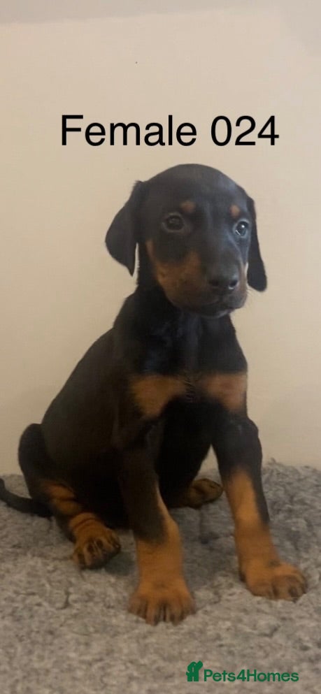 Dobermann dogs Champion and working lines KC Doberman litter - Advert 1