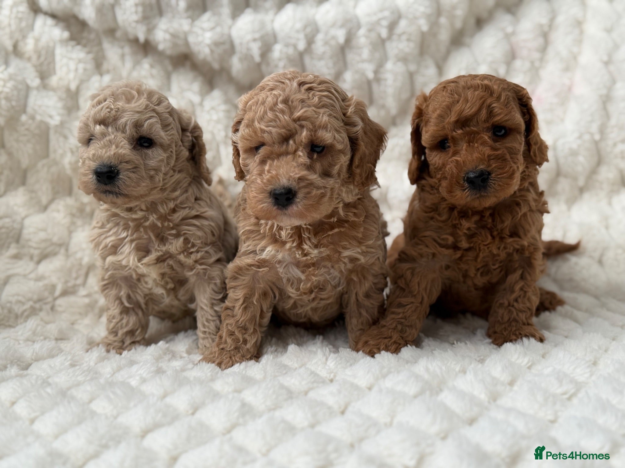 Cockapoo dogs ⭐️ Adorable Cockapoo puppies ⭐️ - Advert 2