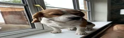 Beagle dogs for sale: KC Registered Beagle – 2 Years Old - Advert 2