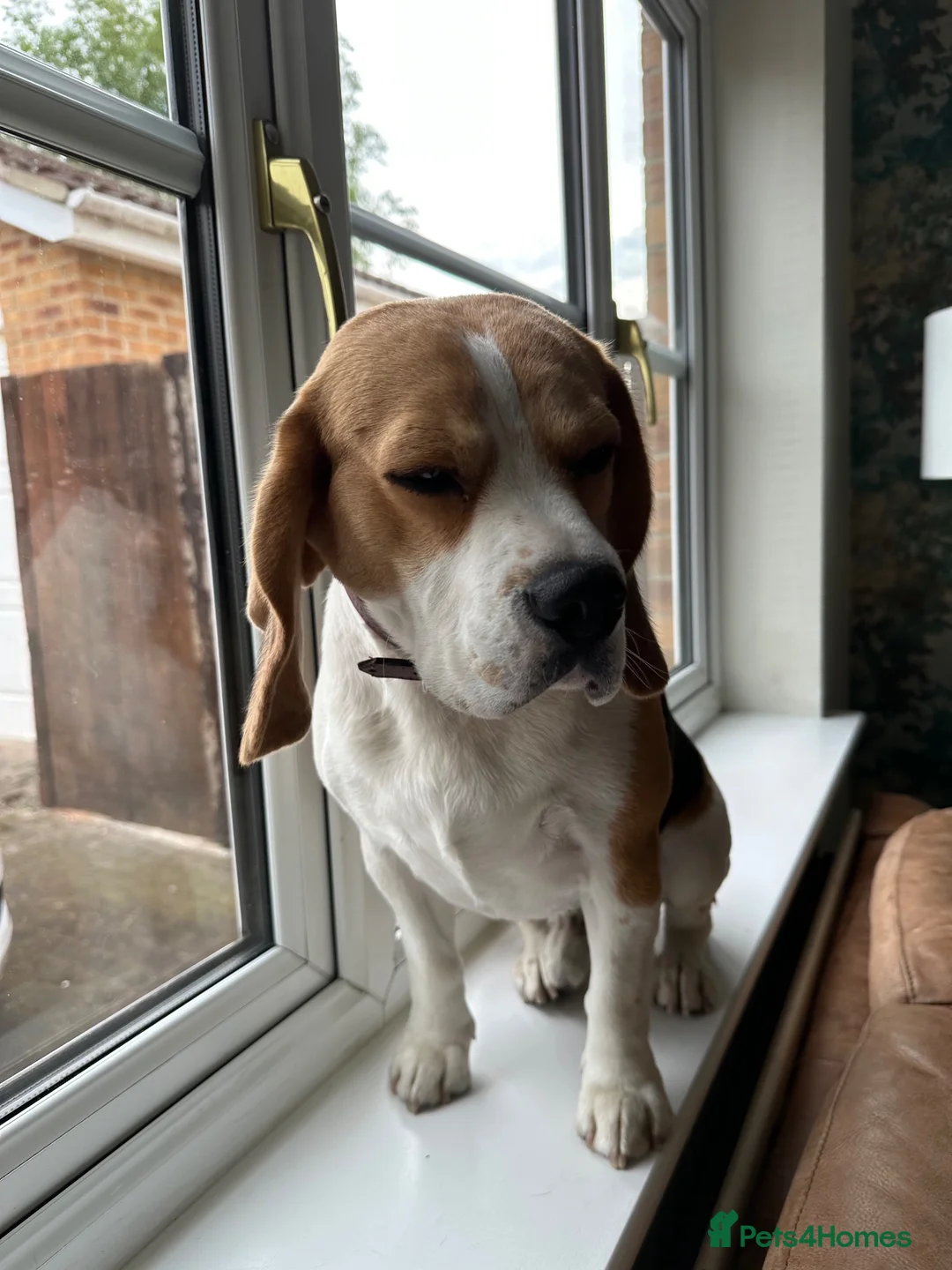 Beagle dogs for sale: KC Registered Beagle – 2 Years Old - Advert 2