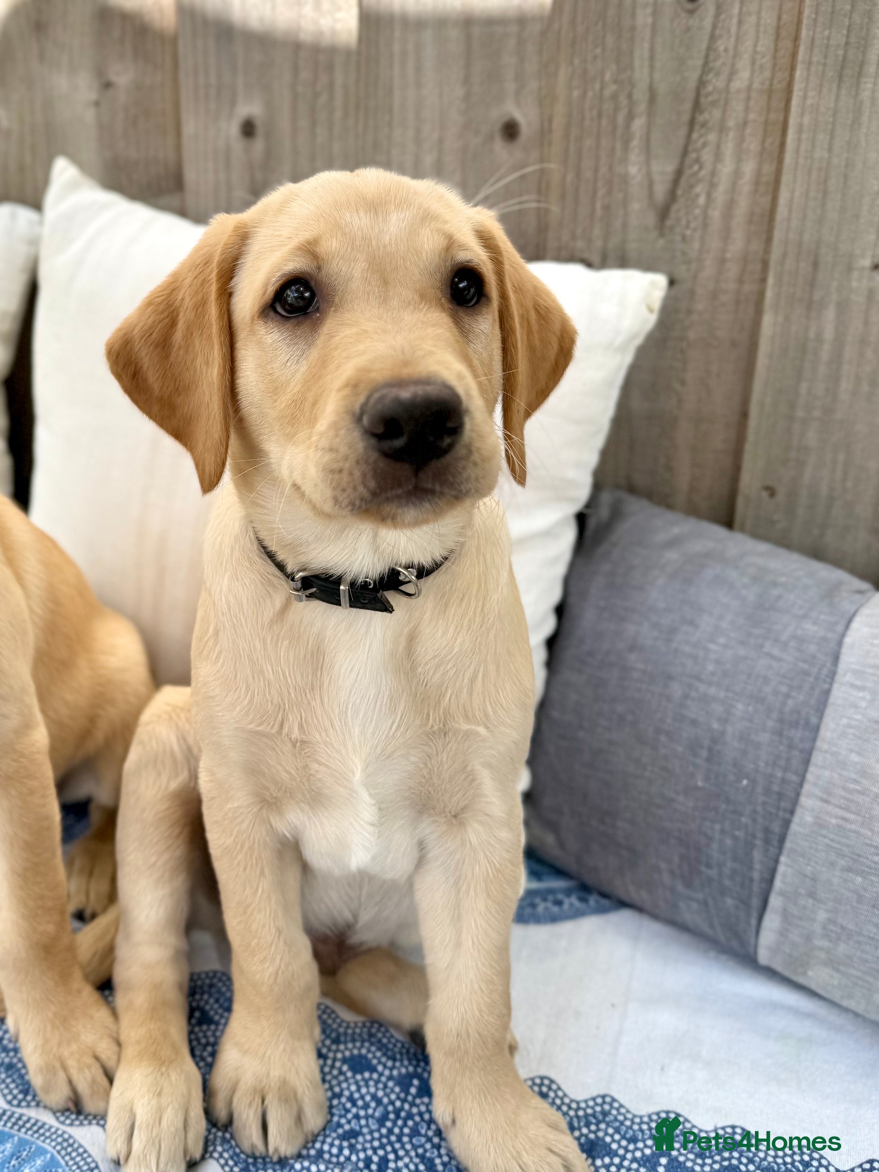 Labrador Retriever dogs Two adorable golden Labrador puppies - Advert 2