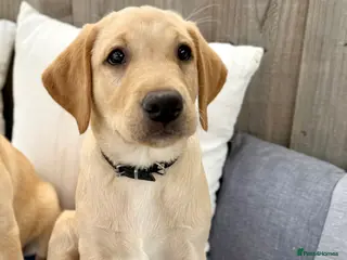 Labrador Retriever dogs Two adorable golden Labrador puppies - Advert 2