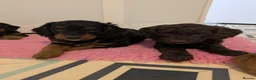 Cockapoo dogs for sale: 5 Gorgeous F2 cockapoos  - Advert 6