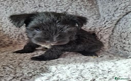 Miniature Schnauzer dogs for sale: Miniature Schnauzer beauties - Image 12