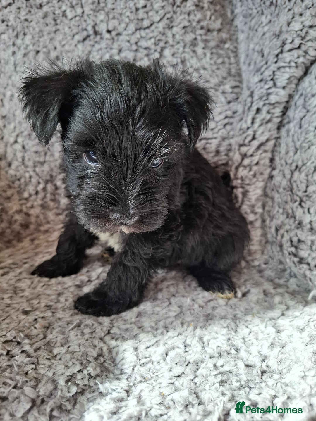 Miniature Schnauzer dogs for sale: Miniature Schnauzer beauties - Image 12