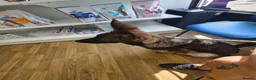 German Shepherd dogs for sale: Kc reg German Shepherd female  - Advert 3