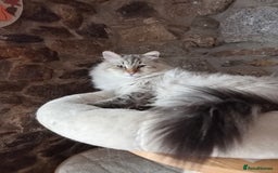 Mixed Breed cats for sale: One little kitten left to pick from - Image 7