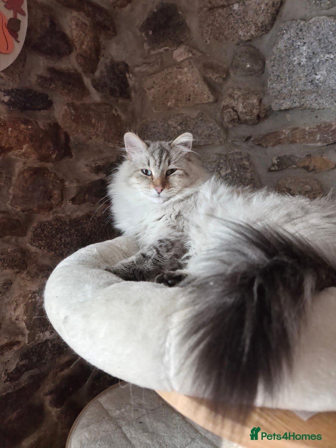 Mixed Breed cats for sale: One little kitten left to pick from - Image 7