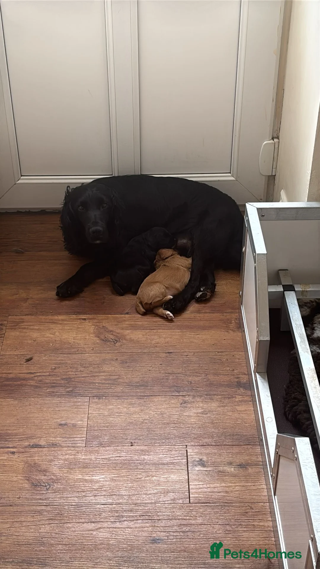 Cocker Spaniel dogs for sale: Lovley golden kc cocker bitch pup  - Advert 9