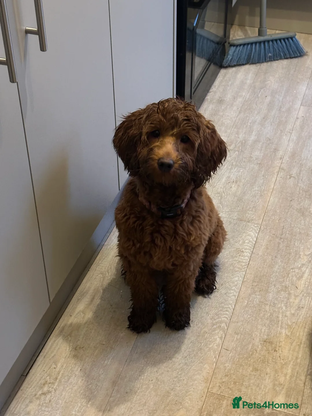 Cockapoo dogs for sale: Female cockapoo - Advert 2