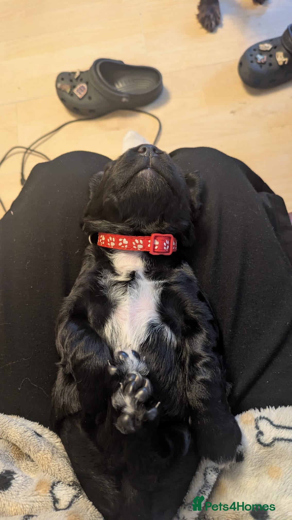 Sprocker dogs for sale: Sprocker puppies in Scunthorpe - Advert 16