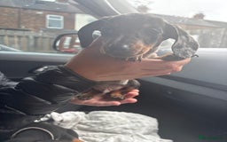 Dachshund dogs for sale: Merl& Black& Tan dashound - Image 3