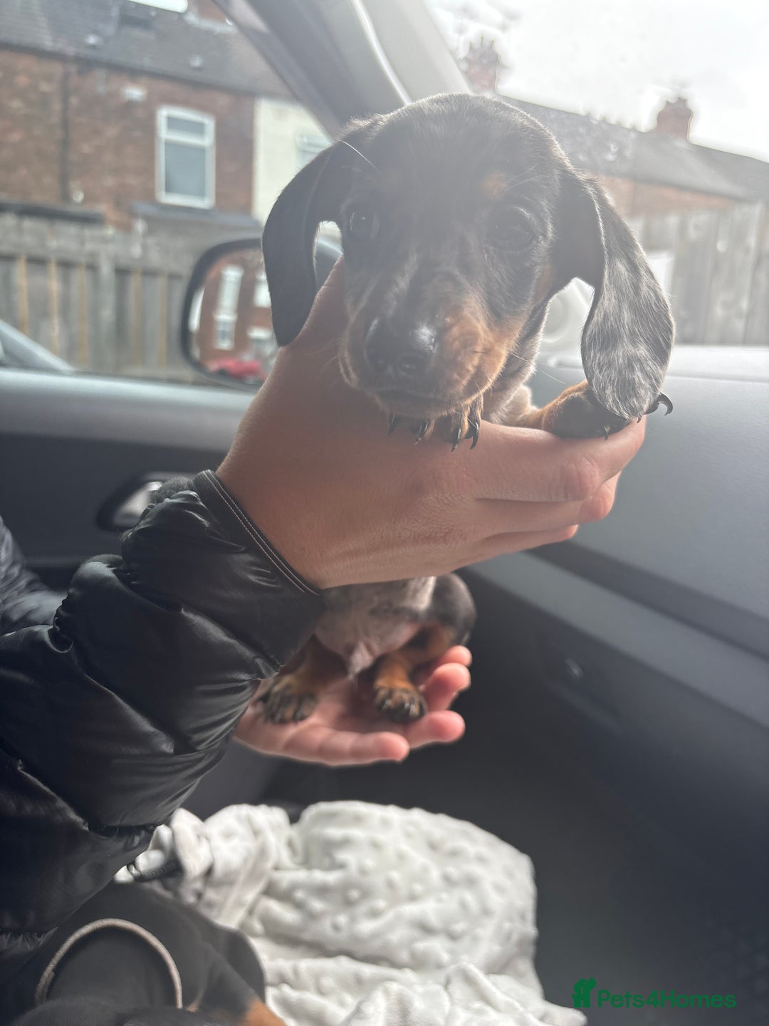 Dachshund dogs for sale: Merl& Black& Tan dashound - Image 3