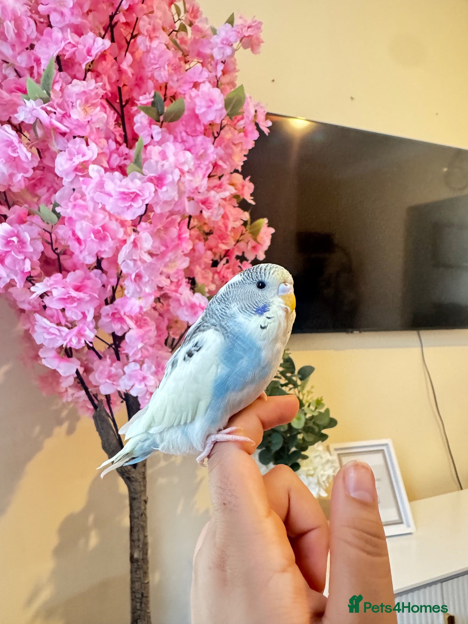 Budgerigars birds Budgies pair  - Advert 22