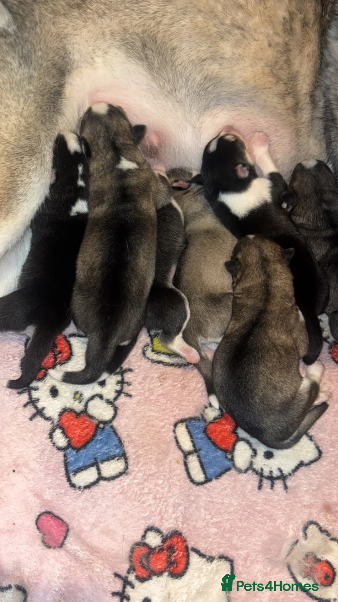 Siberian Husky dogs for sale: 7 beautiful Siberian huskies 🤍 - Advert 9