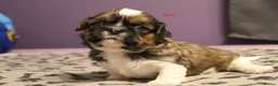 Shih Tzu dogs for sale: LOVELY SHIH TZU PUPPIES  - Advert 23