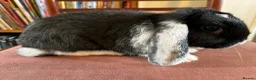 Mini Lop rabbits for sale: Lovely Mini Lop Babies - Advert 6