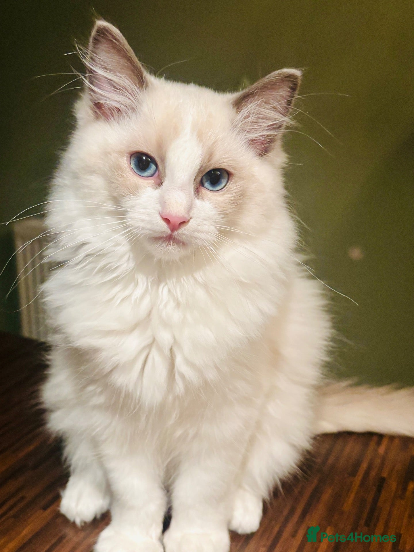 Ragdoll cats RAGDOLL KITTEN *VACCINATED & FREE INSURANCE* - Advert 9