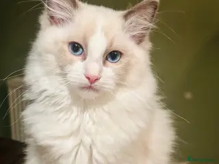 Ragdoll cats RAGDOLL KITTEN *VACCINATED & FREE INSURANCE* - Advert 9