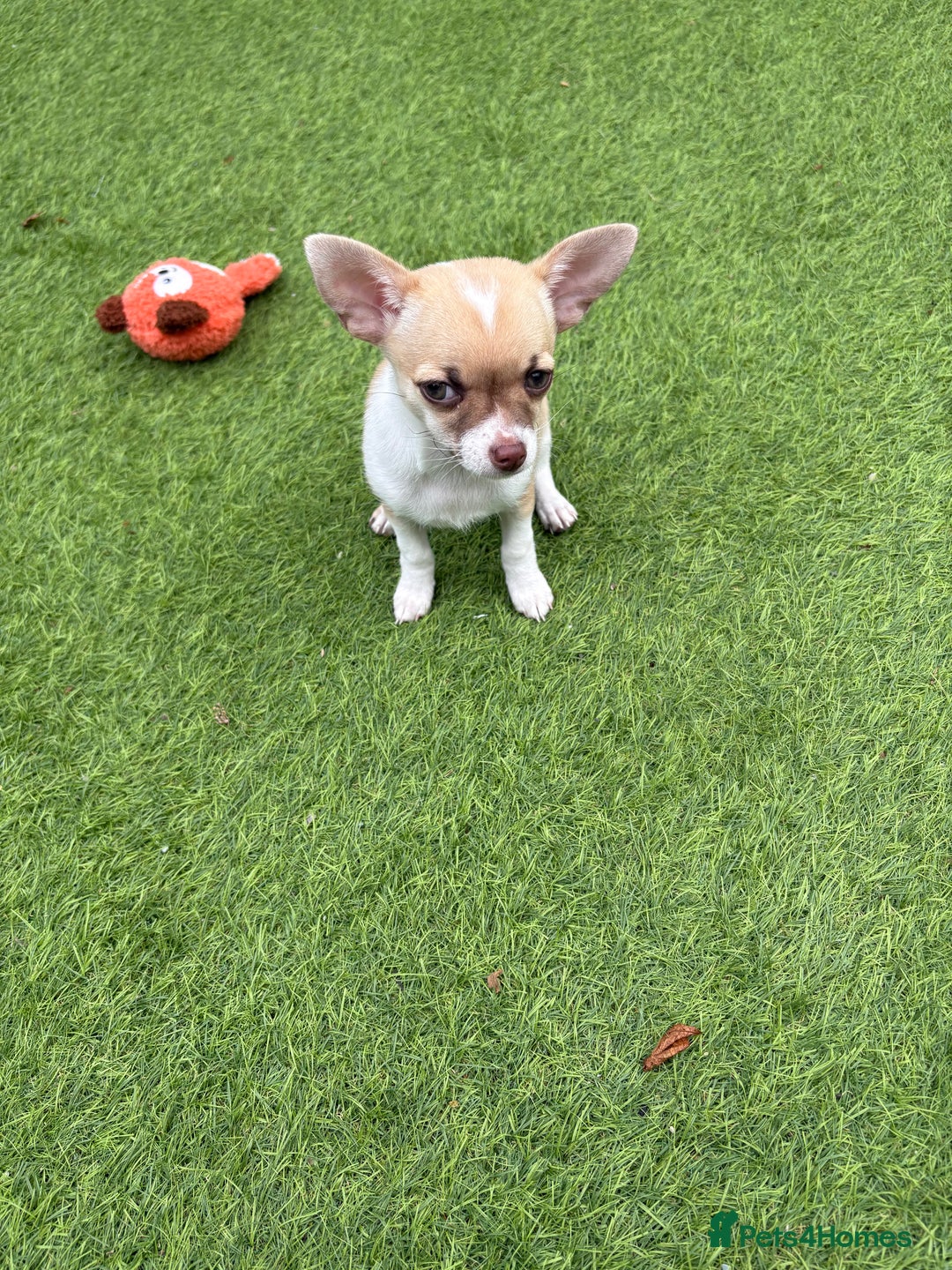 Chihuahua dogs for sale: Chihuahua puppy  - Image 4