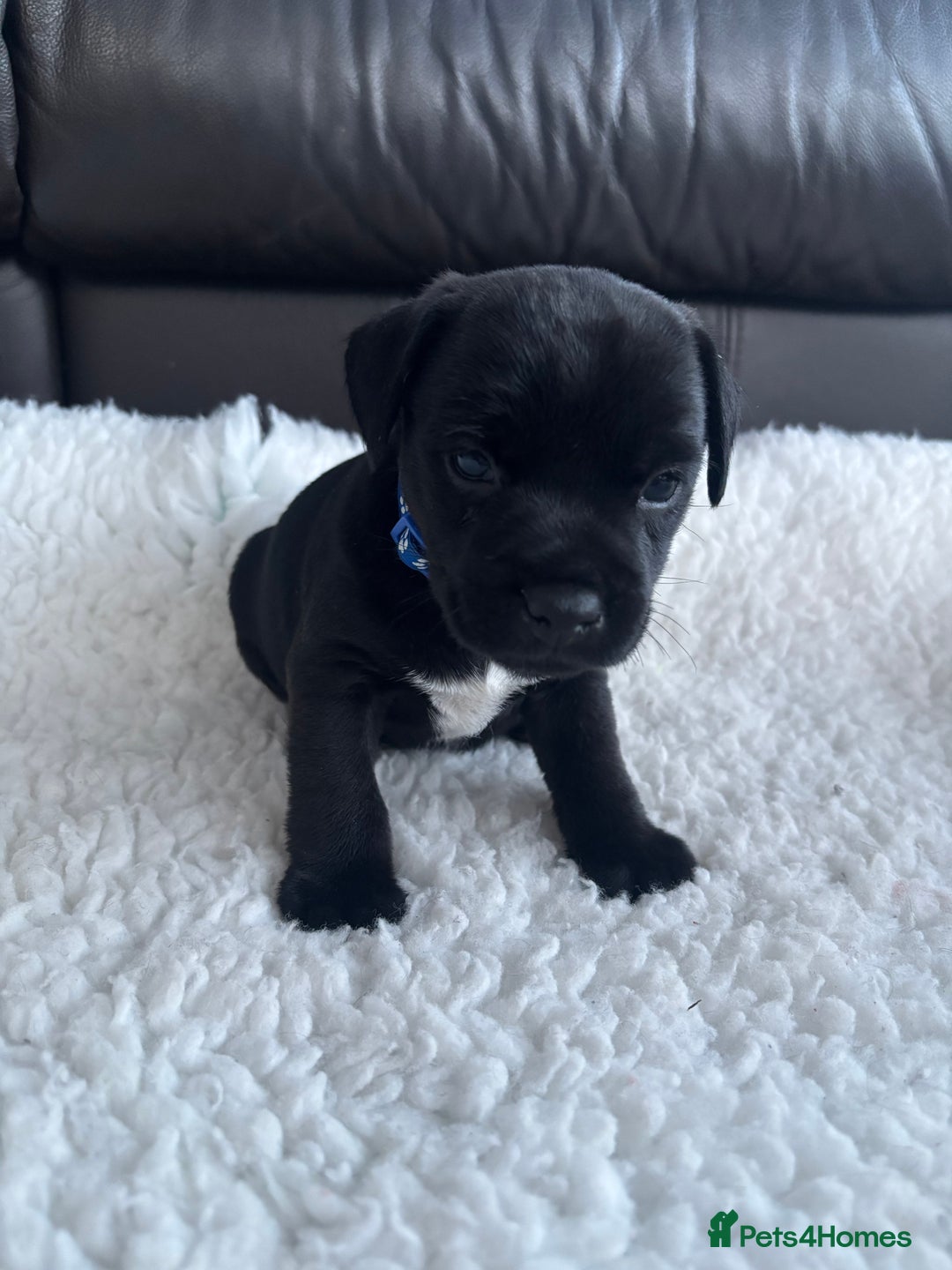 Mixed Breed dogs for sale: BorderJack Puppies - Advert 9