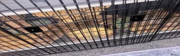 Corn Snake reptiles for sale: Corn snake and viv full set up - Advert 3