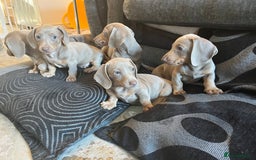 Dachshund dogs for sale: Beautiful Isabella pups exceptional quality  - Image 14