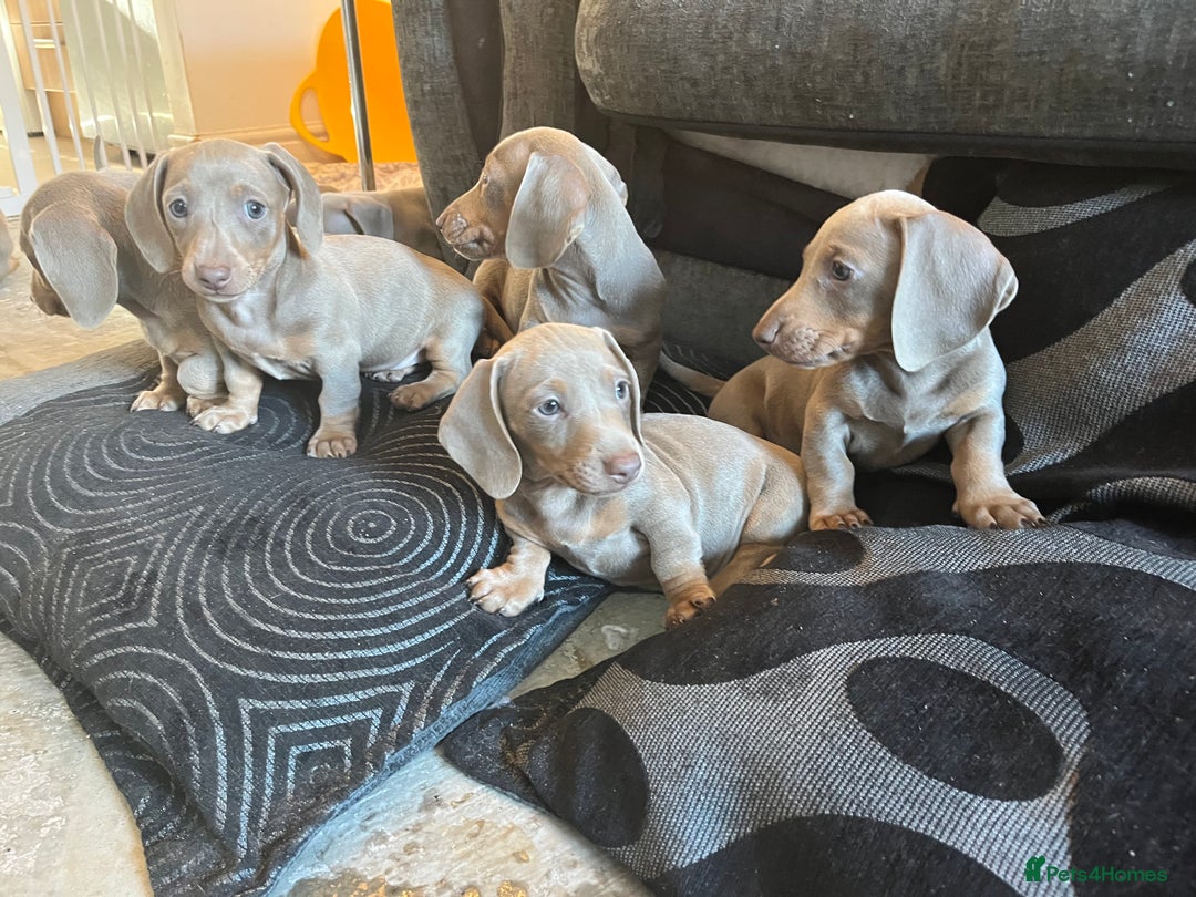 Dachshund dogs for sale: Beautiful Isabella pups exceptional quality  - Image 14
