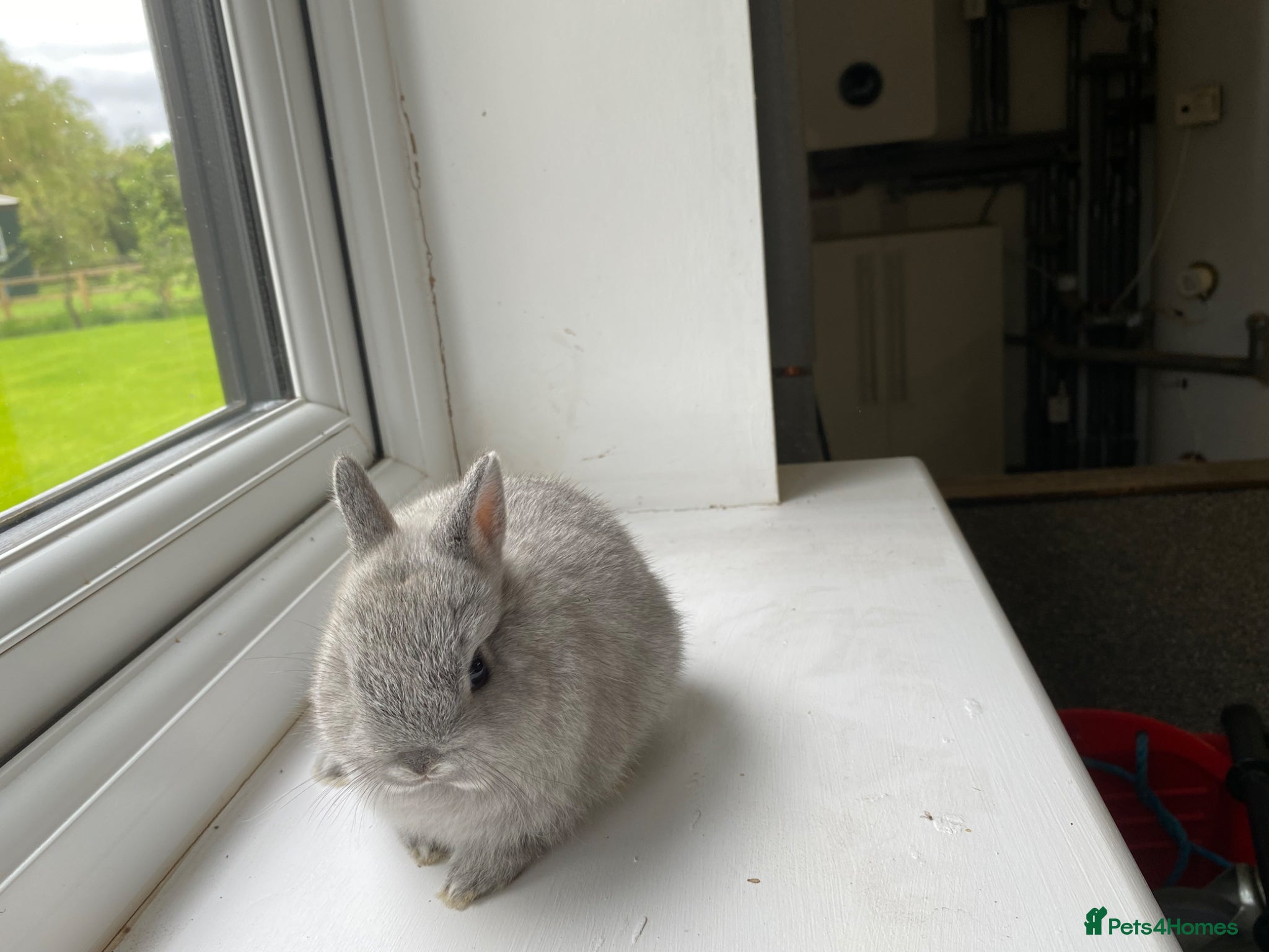 Netherland Dwarf rabbits Beautiful Netherland dwarf baby rabbit - Advert 3