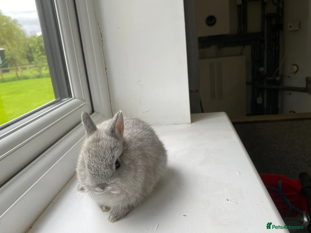 Netherland Dwarf rabbits for sale: Beautiful Netherland dwarf baby rabbit - Advert 1