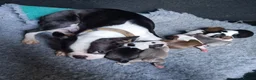 Boston Terrier dogs for sale: Kc Boston Terriers Exceptional puppies - Advert 1