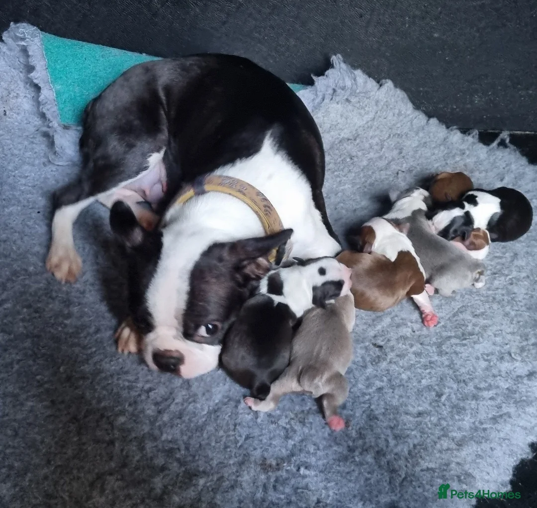 Boston Terrier dogs for sale: Kc Boston Terriers Exceptional puppies - Advert 1