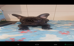 French Bulldog dogs for sale: 🔥 French bulldog 🔥 Black male - Image 3