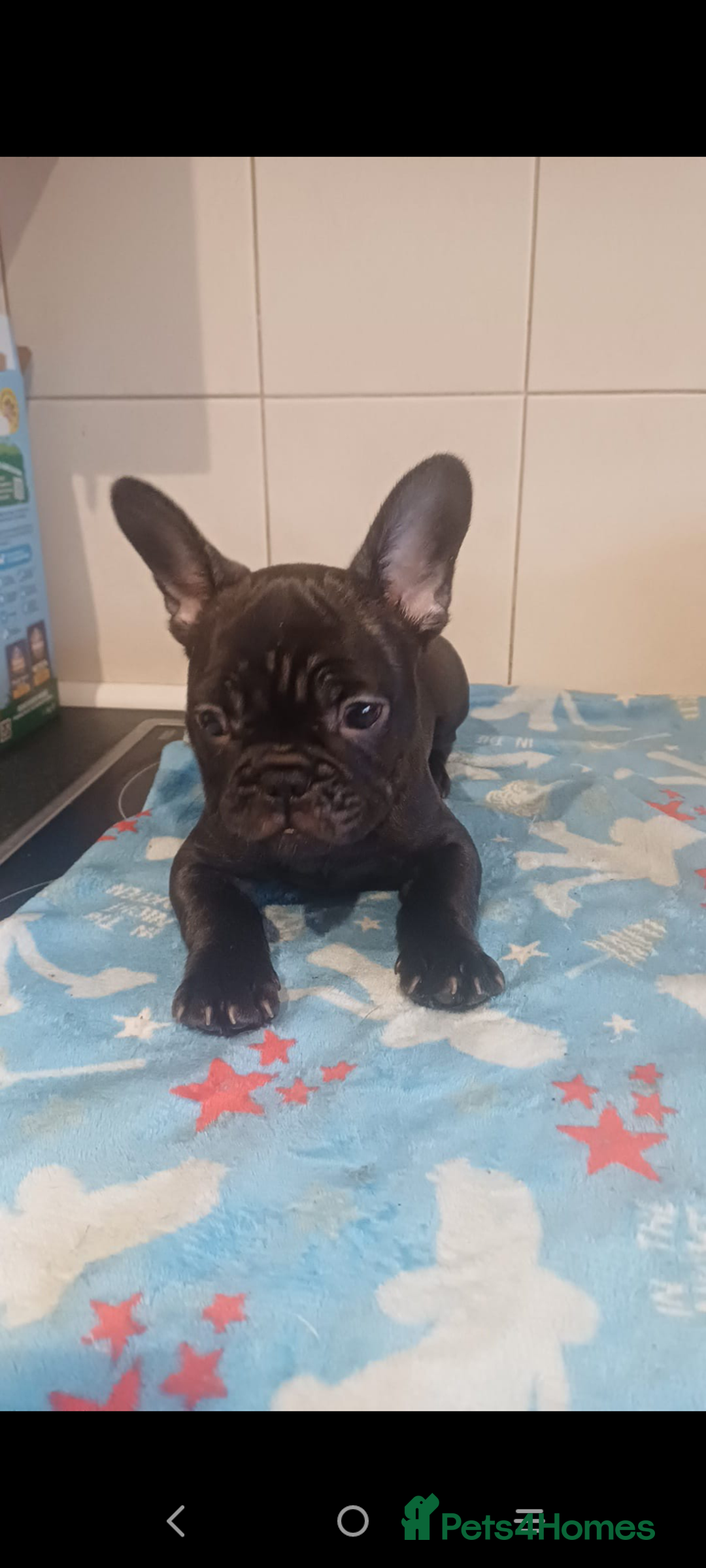 French Bulldog dogs for sale: 🔥 French bulldog 🔥 Black male - Image 3