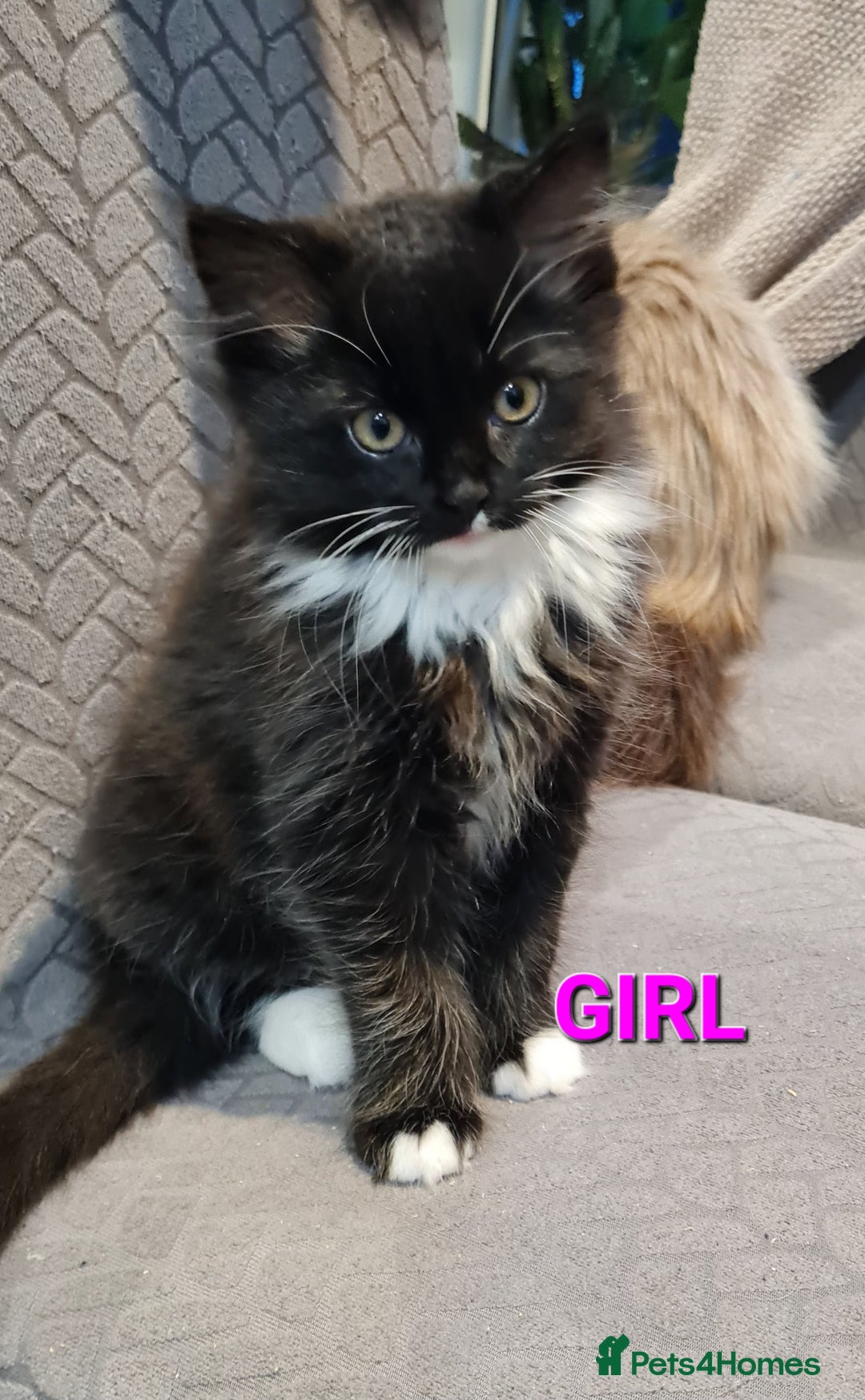 Mixed Breed cats for sale: Mix Ragdoll - Advert 4