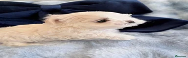 Maltese 1
