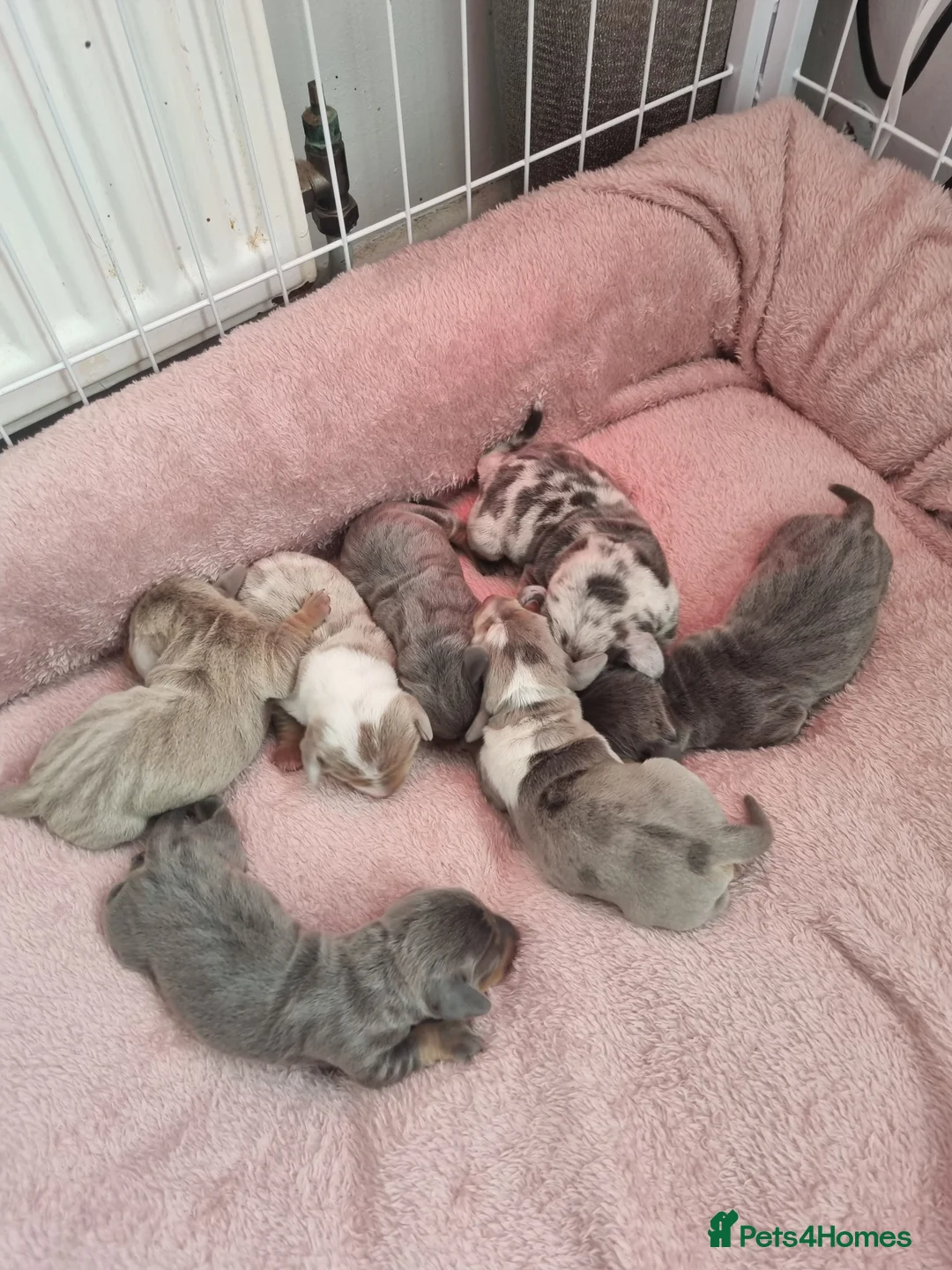 Dachshund dogs for stud: Kc Miniature smooth dacshund stud in Brierley Hill - Advert 9