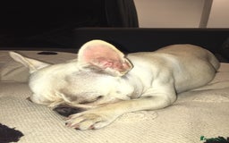 French Bulldog dogs for sale: Female Frenchie needing new home - Image 10